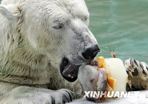 北极熊吃冰解暑